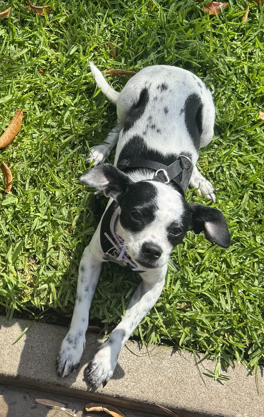 Jubie the Dog — the real MVP